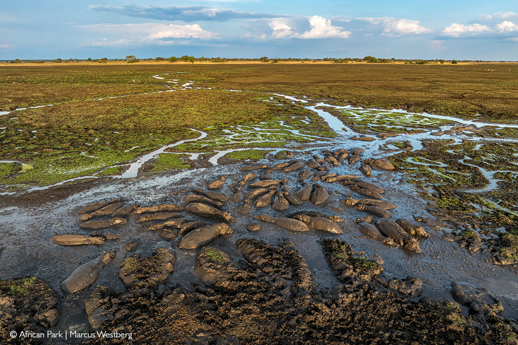 Busanga Plains - Africa Geographic