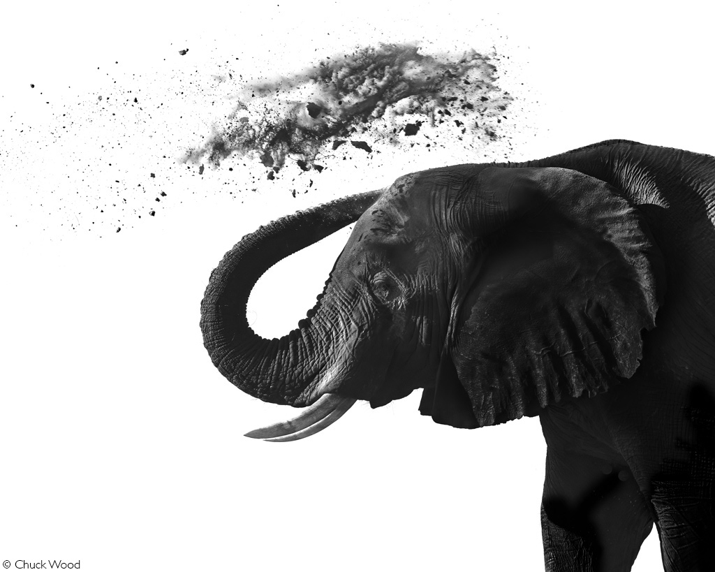 Africa Geographic Photographer of the Year 2025