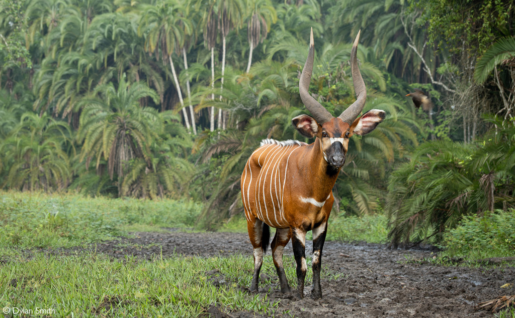 African Safari