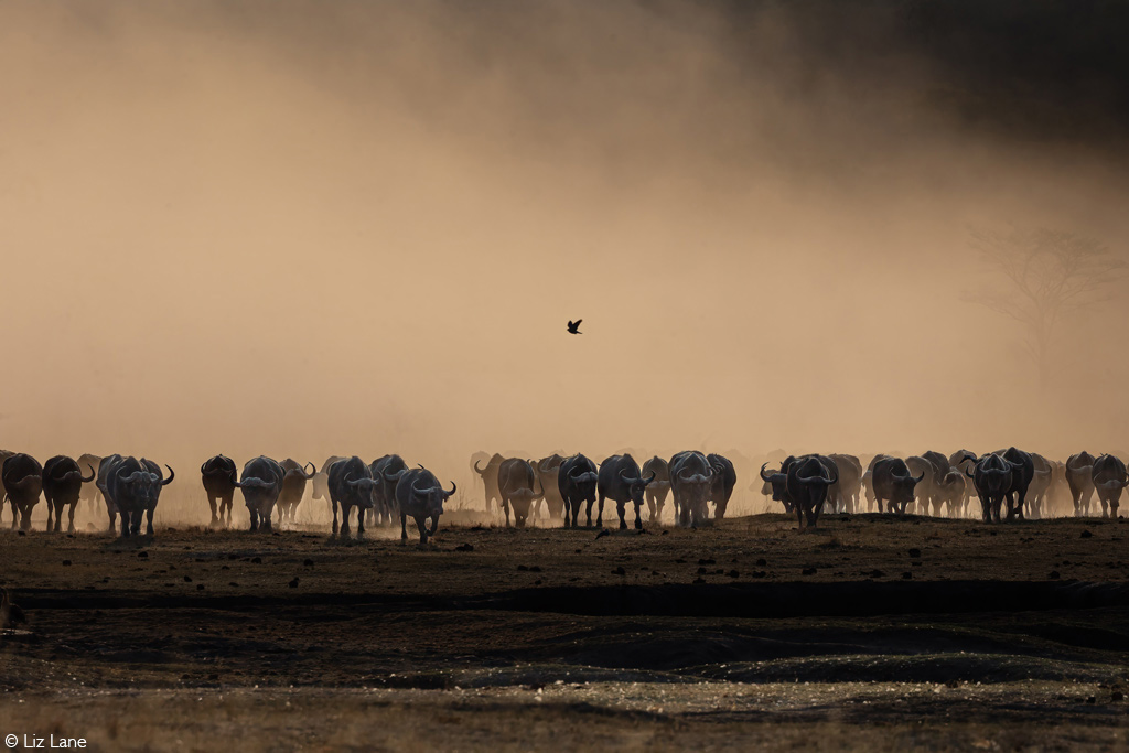 Africa Geographic Photographer of the Year 2025