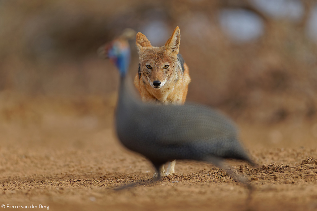 Photographer of the Year