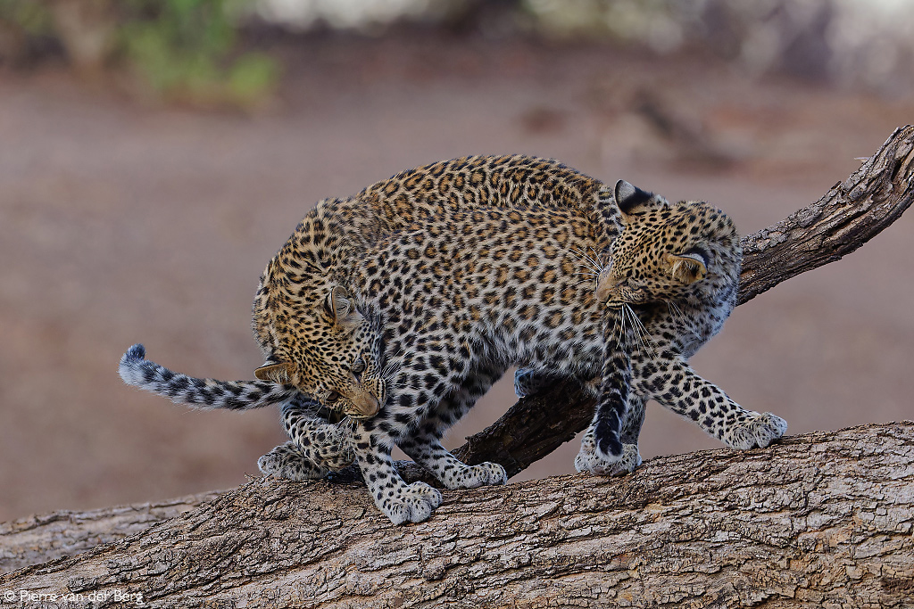 Africa Geographic Photographer of the Year 2025