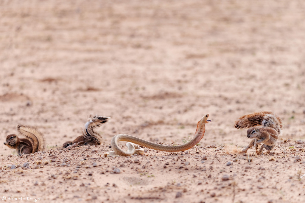 Africa Geographic Photographer of the Year 2025