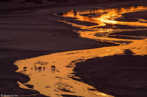 Africa Geographic African safari