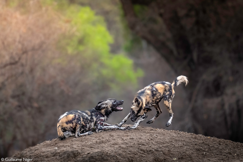 Africa Geographic African safaris