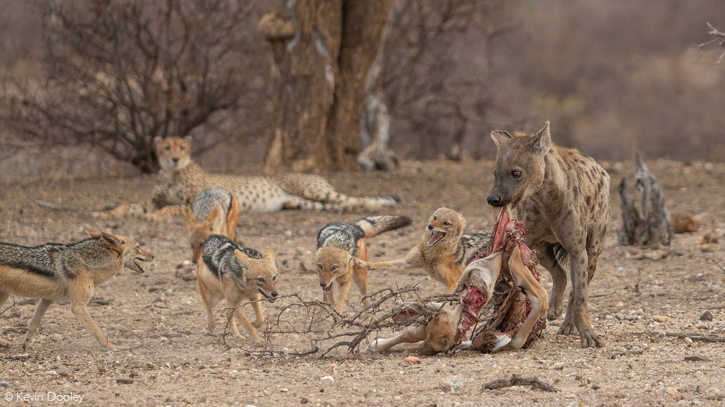Africa Geographic African safaris