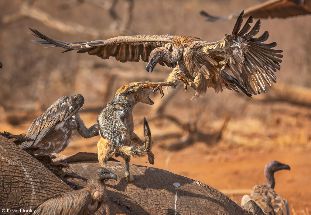Africa Geographic African safaris