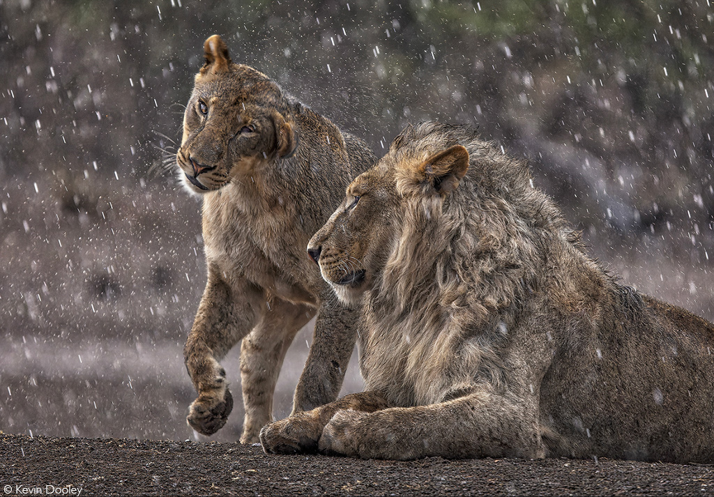 Africa Geographic African safaris