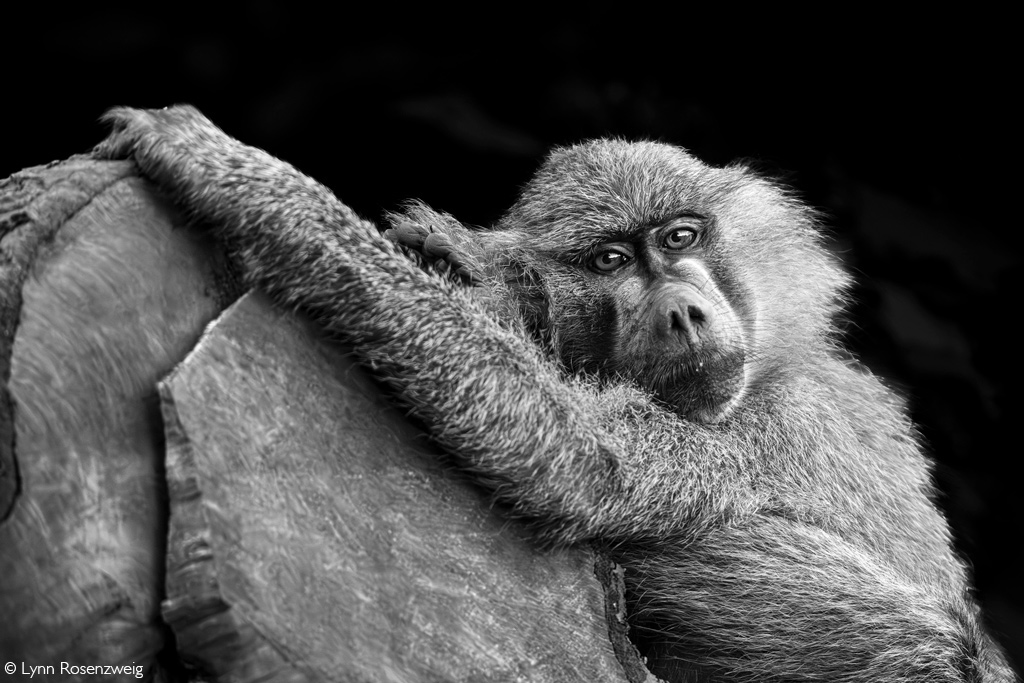 Africa Geographic African safaris
