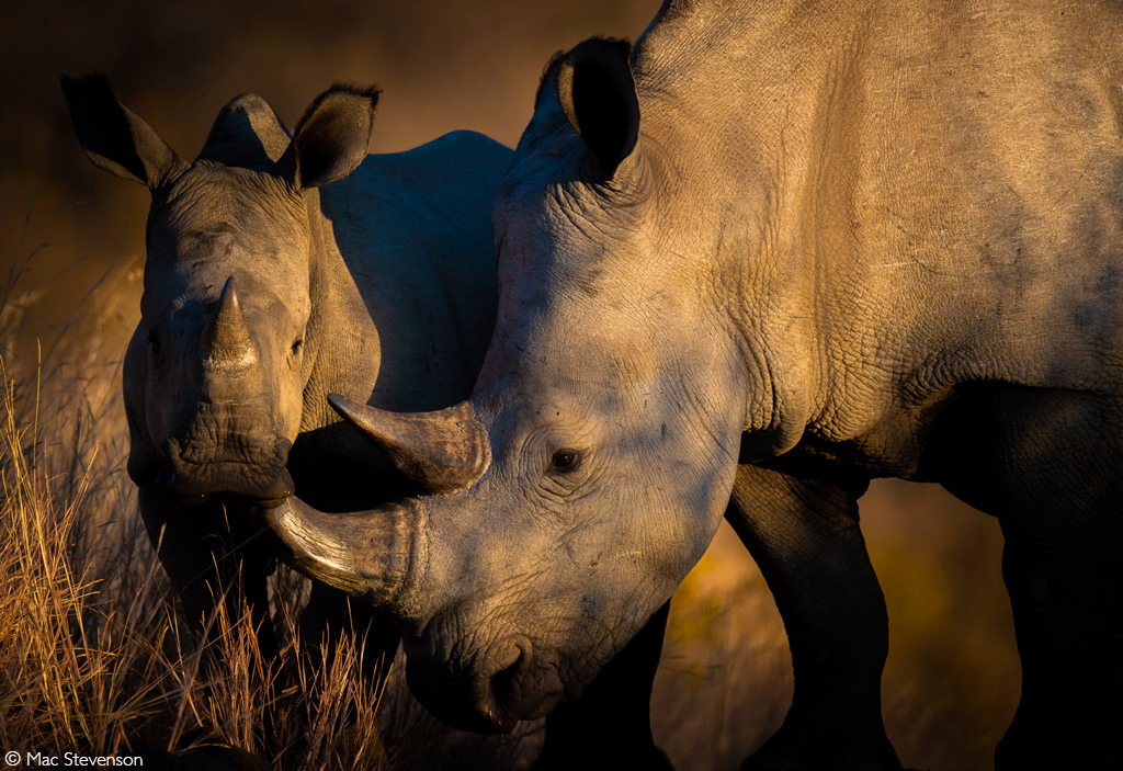 Africa Geographic African Safari