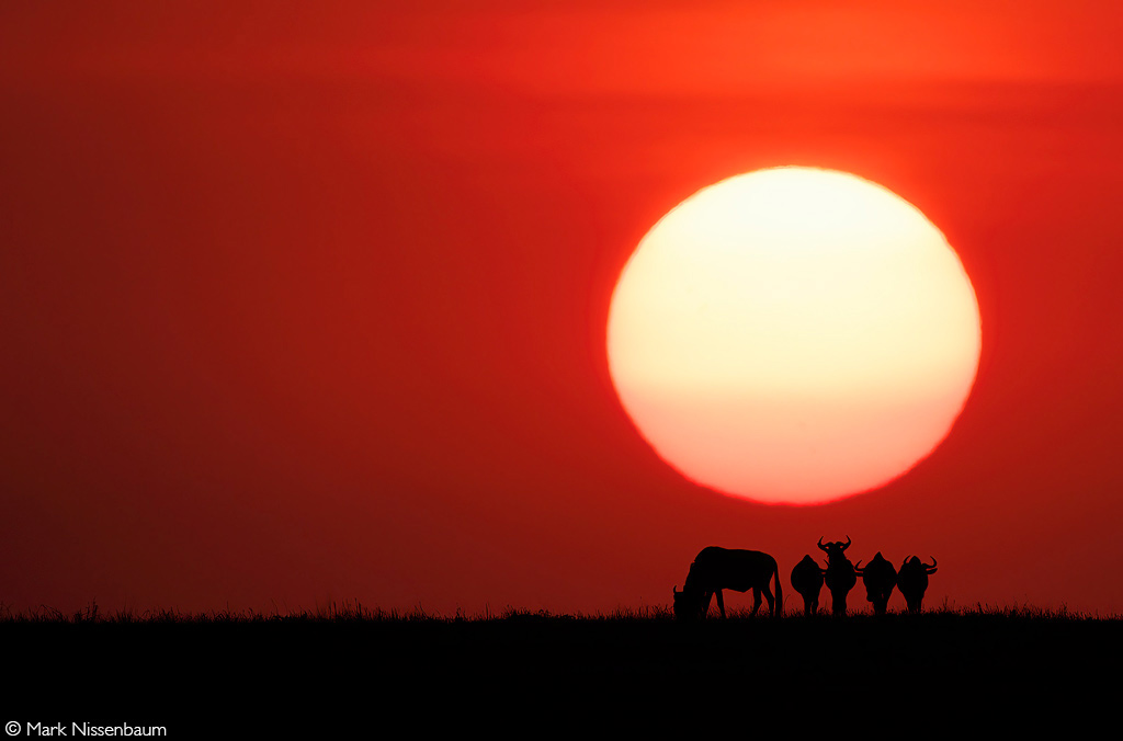 Africa Geographic African Safari