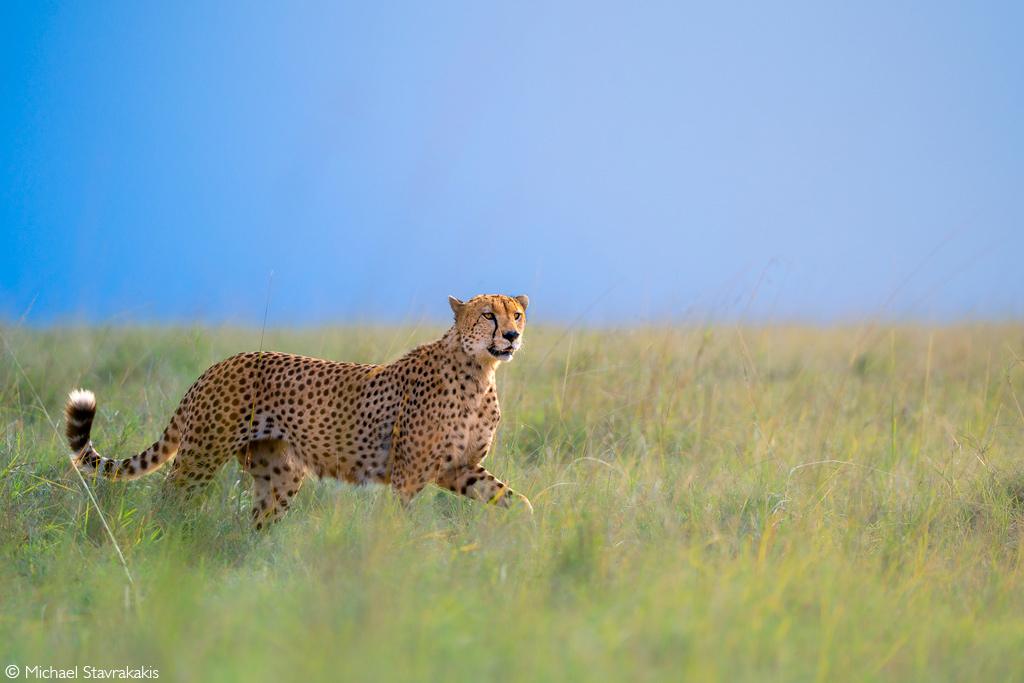 Africa Geographic African Safari