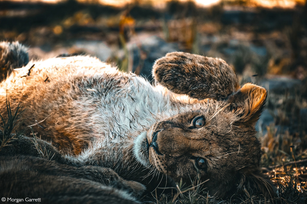 Africa Geographic African Safari