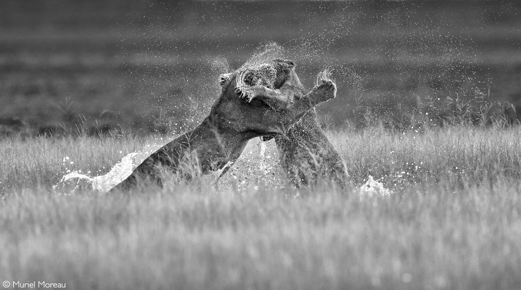 Africa Geographic African Safari