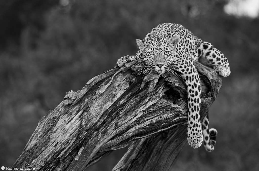 Africa Geographic African Safari