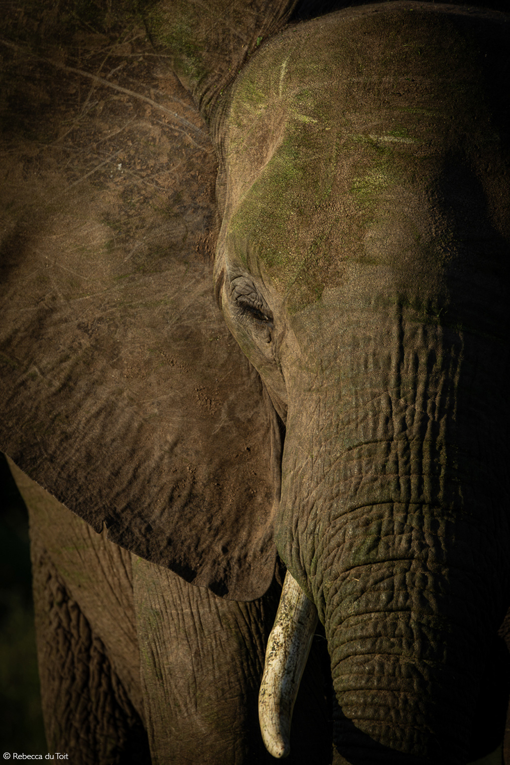 Africa Geographic African Safari