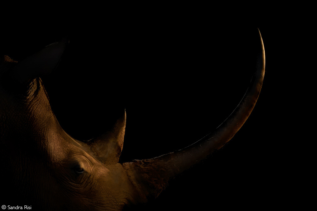 Africa Geographic African Safari