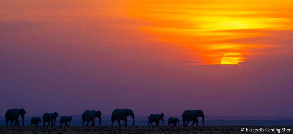 Africa Geographic African Safari