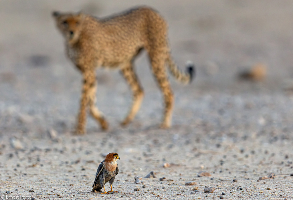 Africa Geographic African Safari