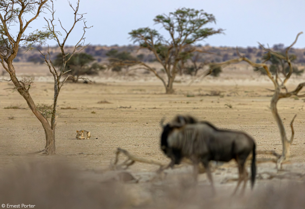 Africa Geographic African Safari