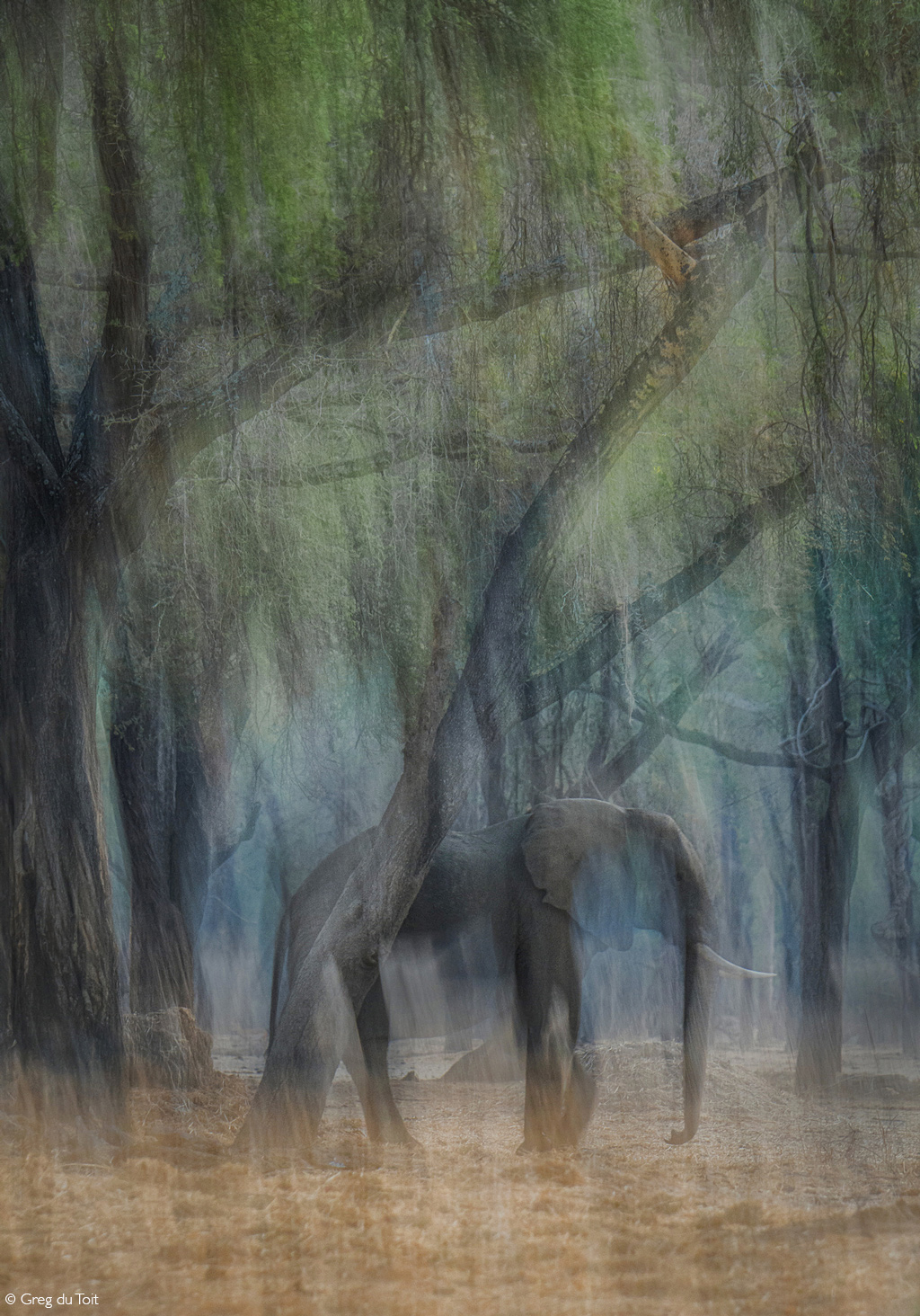 Africa Geographic African Safari