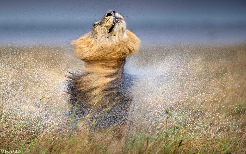 Africa Geographic African Safari
