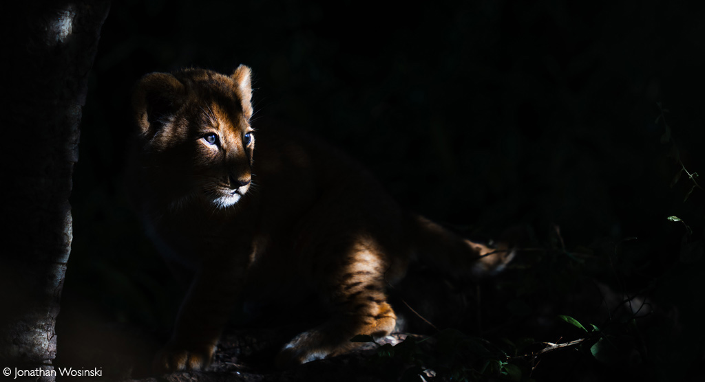 Africa Geographic African Safari