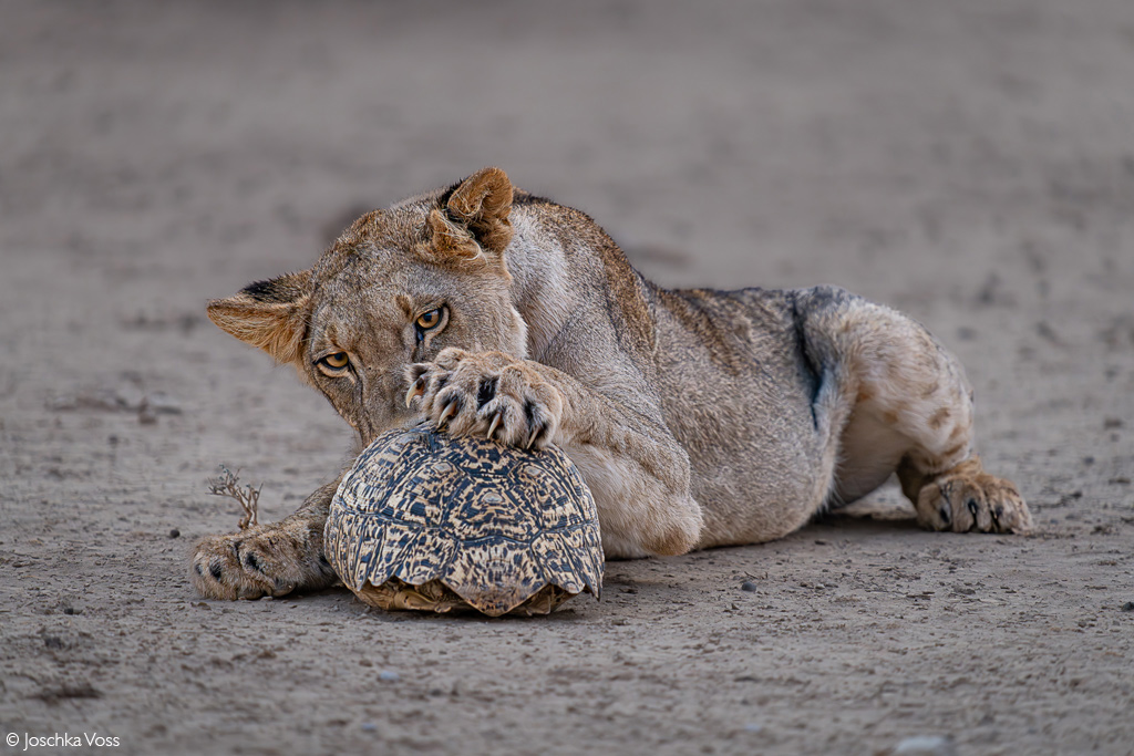 Africa Geographic African Safari
