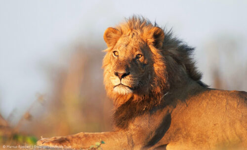Kruger lion