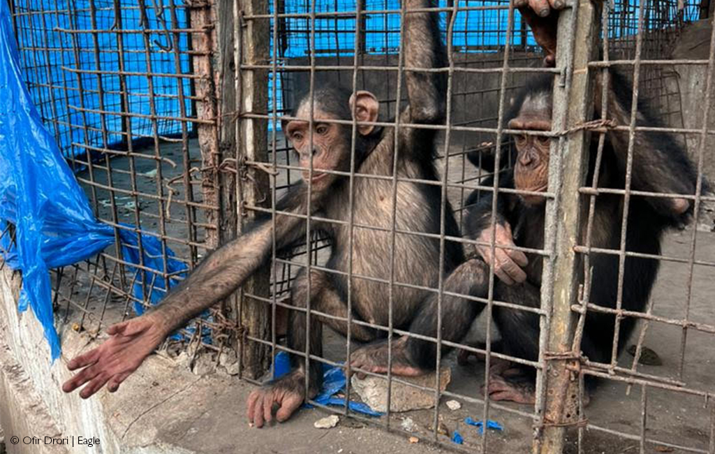 Chimpanzees DRC Kinshasa Zoo