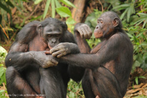 How apes use sex to keep the peace - Africa Geographic
