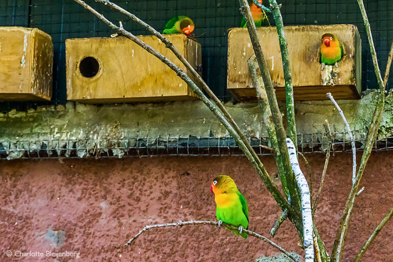 Photo inspiration: Picture Idea: Why Captive Breeding Won T Save Wild Parrots