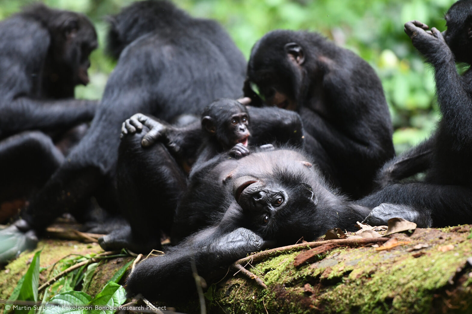 Bonobos