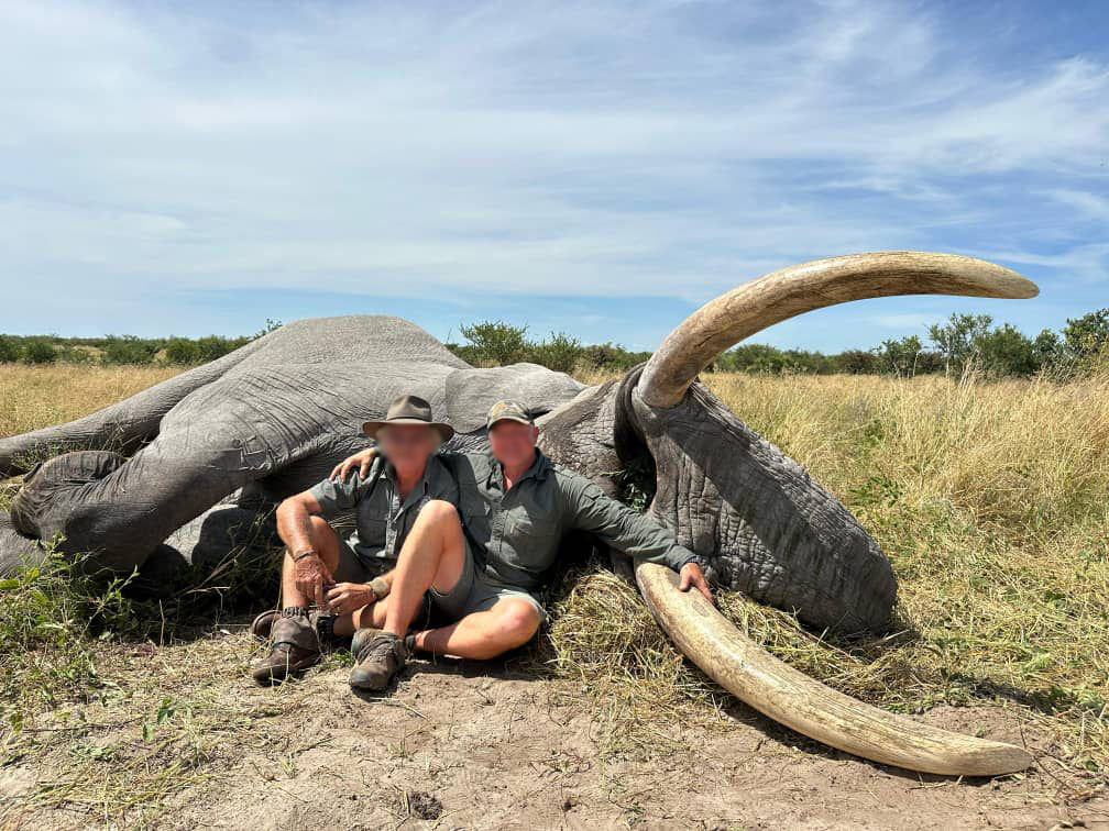 Trophy Hunted Another Botswana Tusker Conservation Action Trust