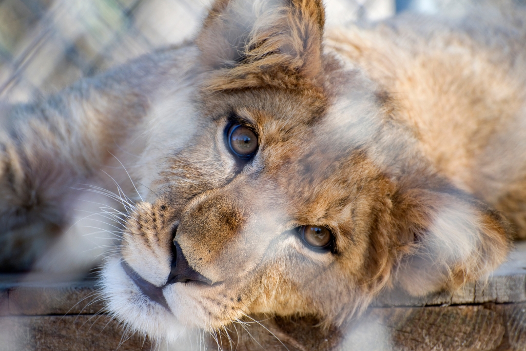 captive lion