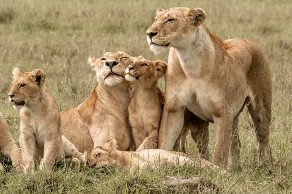 captive lion breeding