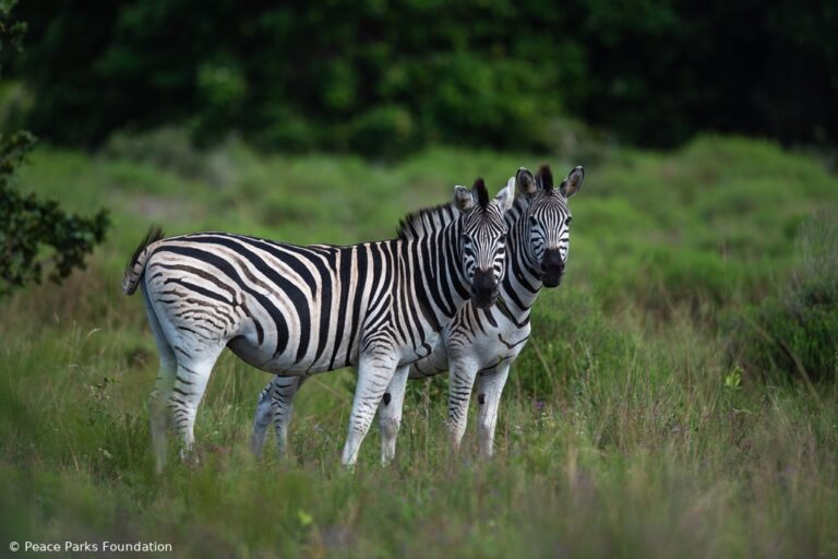 Discover Maputo National Park with us