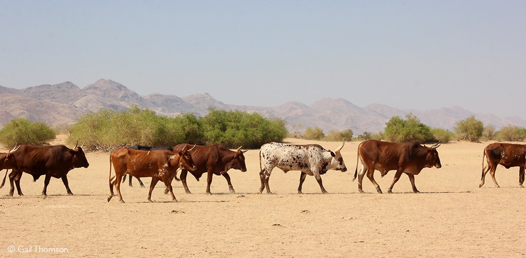 Namibia safari