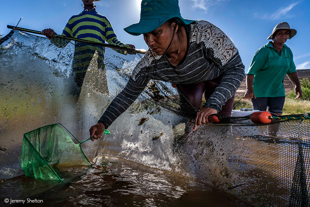 sandfish and redfin conservation