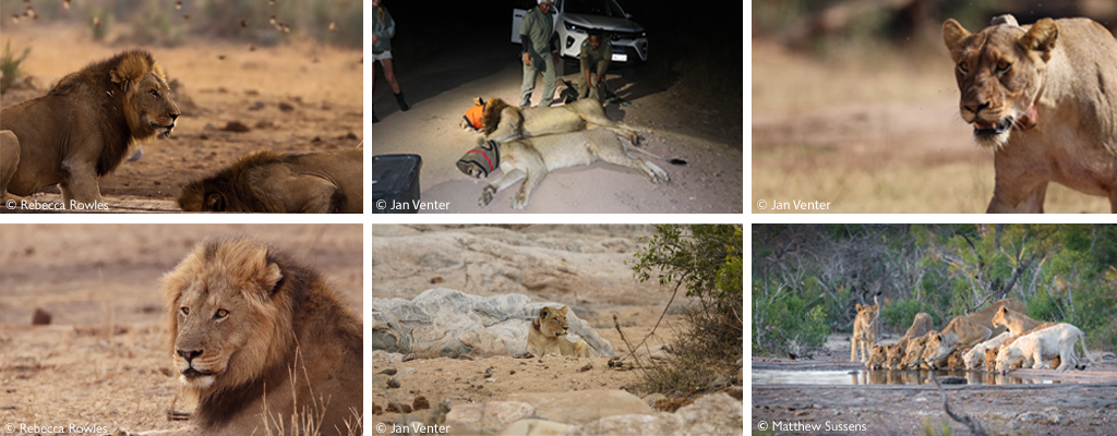 Africa Geographic Collar a lion