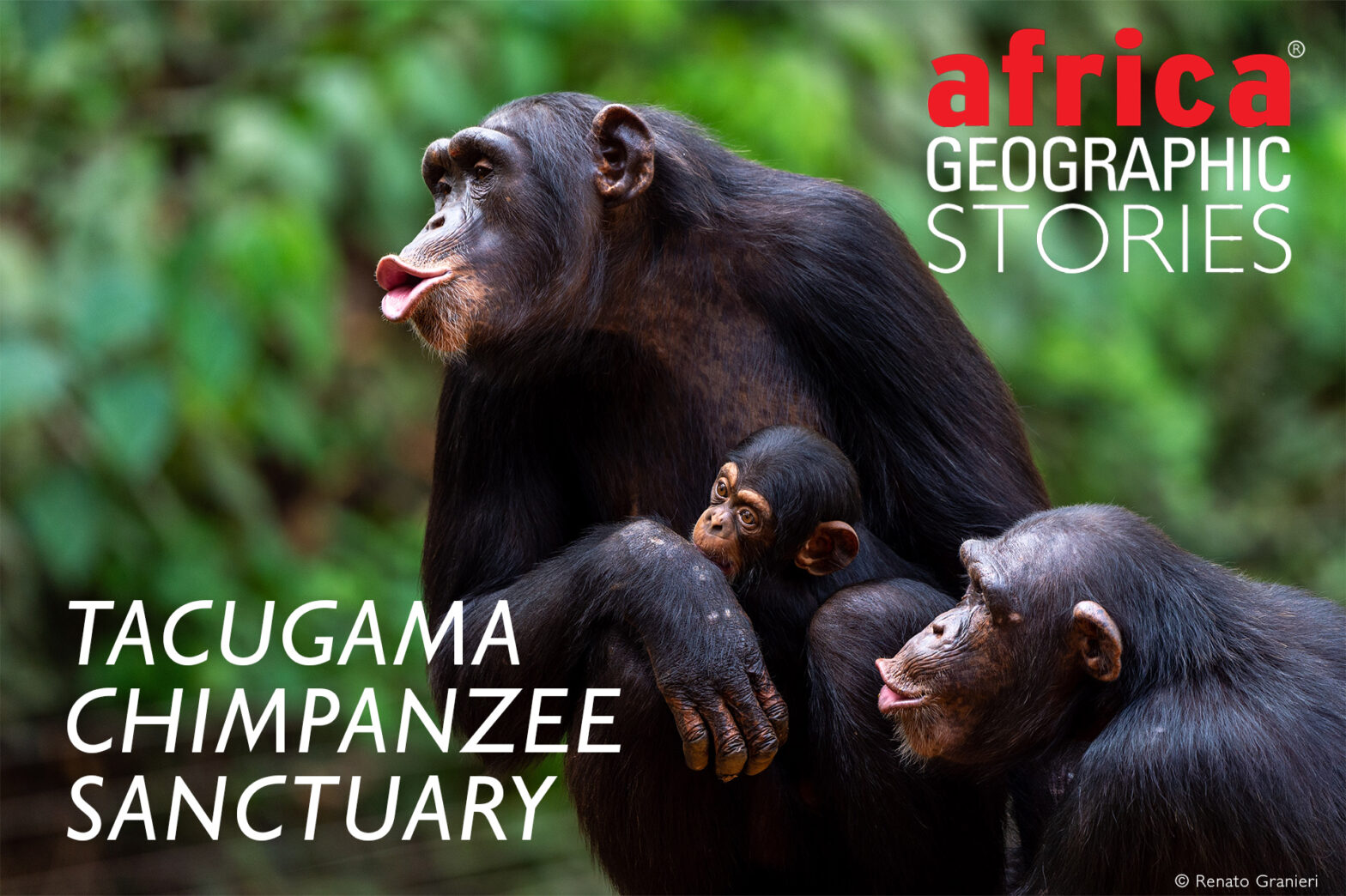 https://africageographic.com/wp-content/uploads/2025/09/Cover-chimp-sanctuary-new-cover-1568x1044.jpg?utm_source=chatgpt.com
