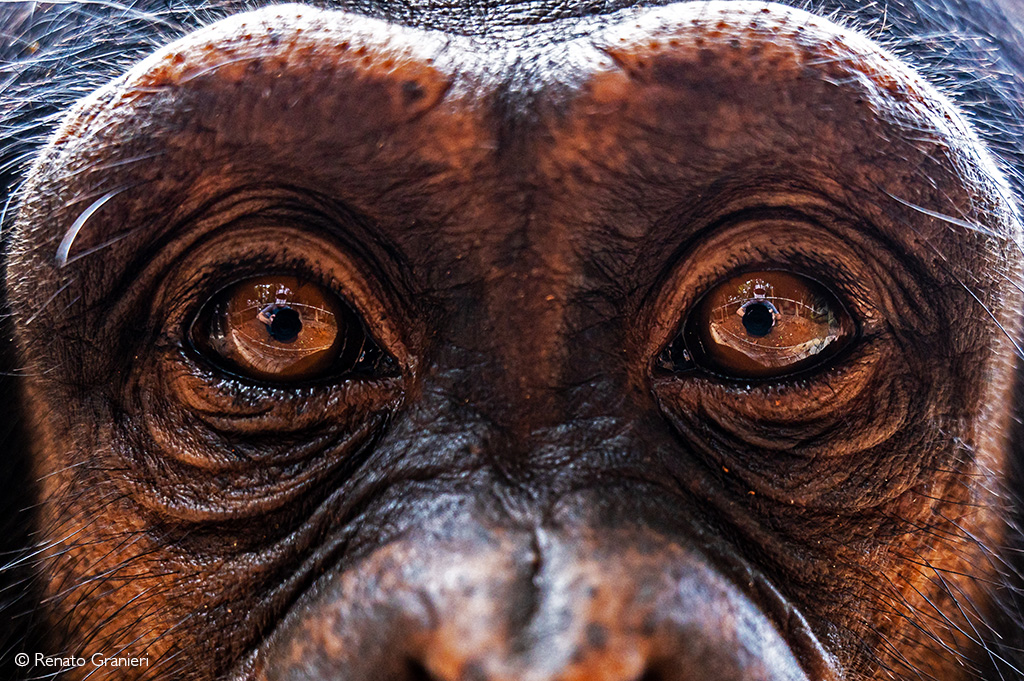 Tacaguma Chimp Sanctuary