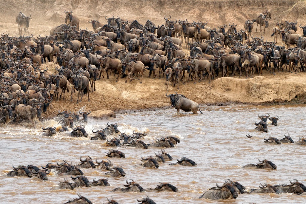 Maasai Mara