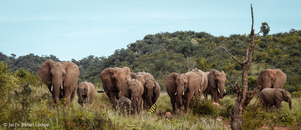 Madikwe elephants