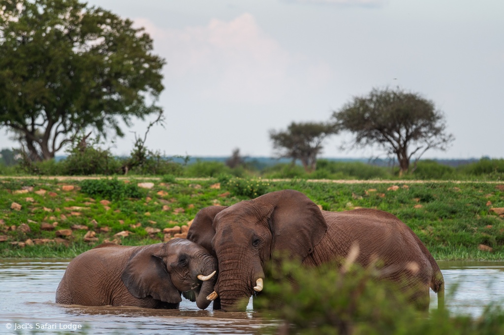 Madikwe elephant