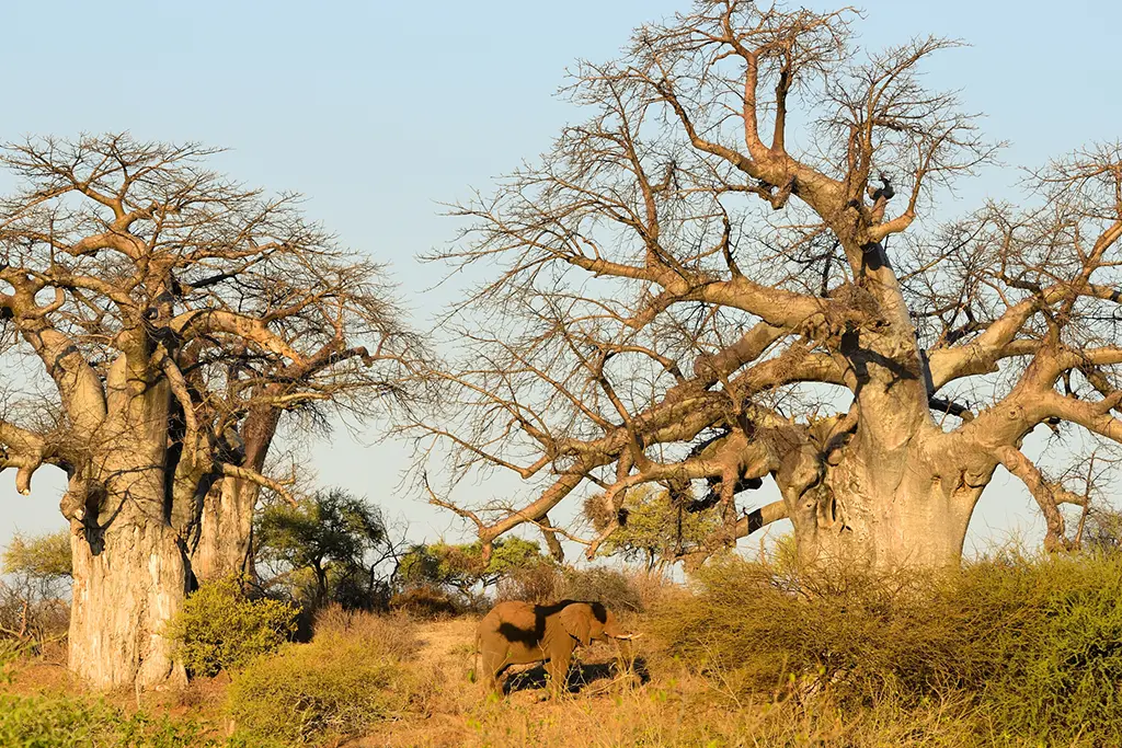 Elephant culling trees kruger