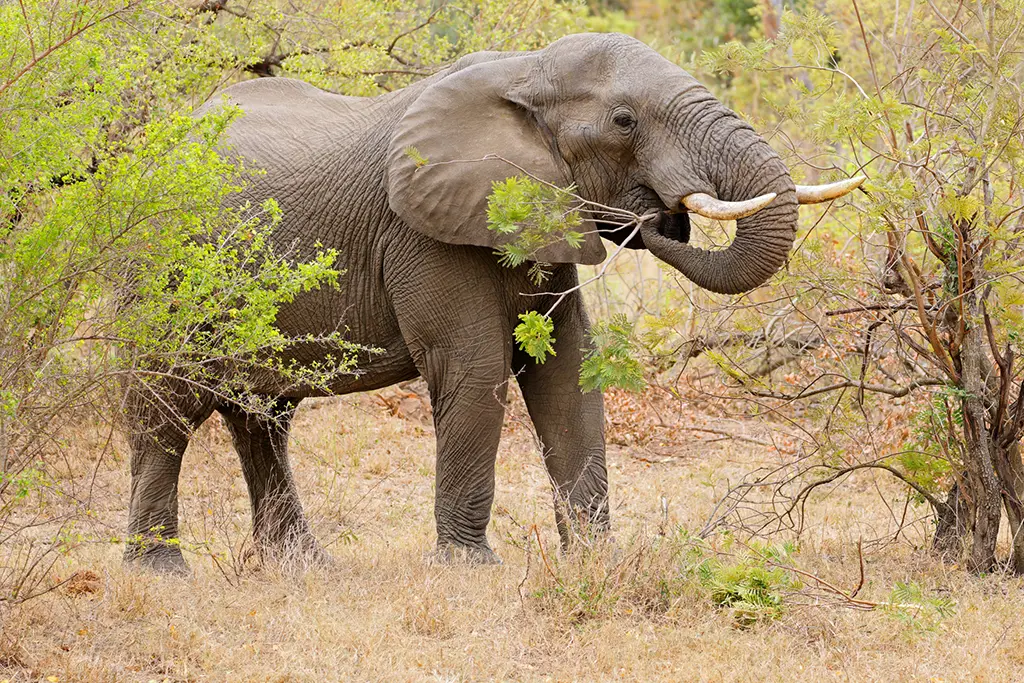 Elephant trees culling