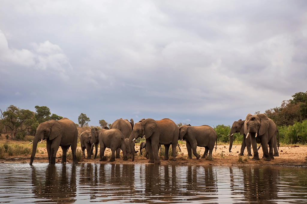 elephant waterhole kruger