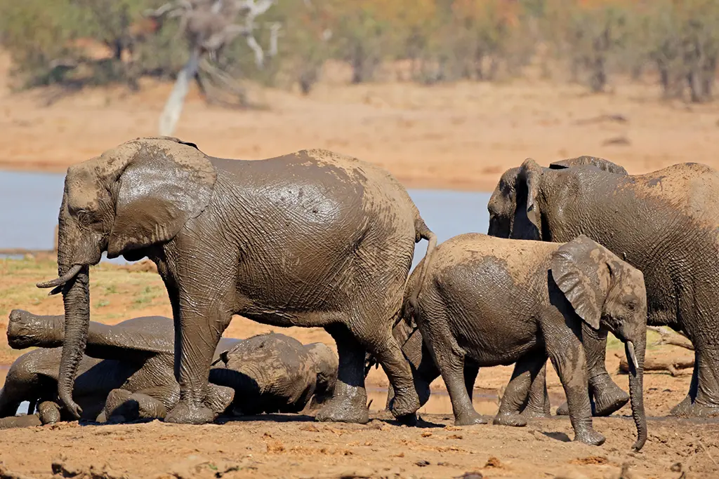 elephant trees culling kruger 