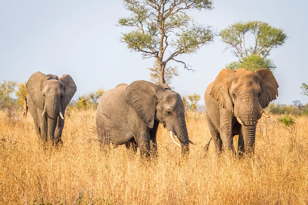 Kruger elephants